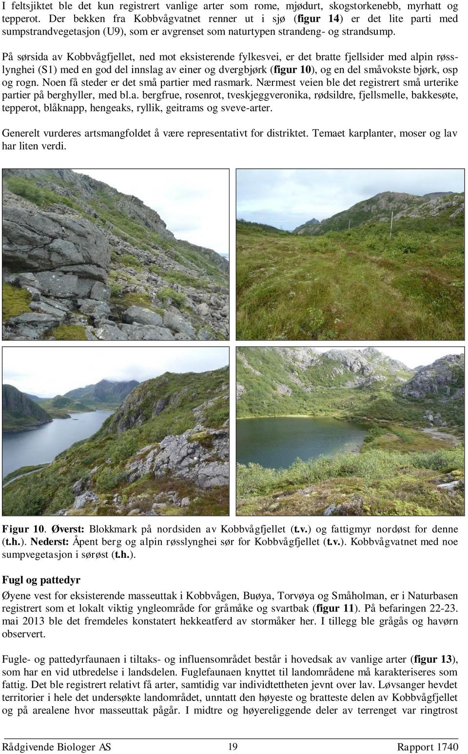 På sørsida av Kobbvågfjellet, ned mot eksisterende fylkesvei, er det bratte fjellsider med alpin røsslynghei (S1) med en god del innslag av einer og dvergbjørk (figur 10), og en del småvokste bjørk,