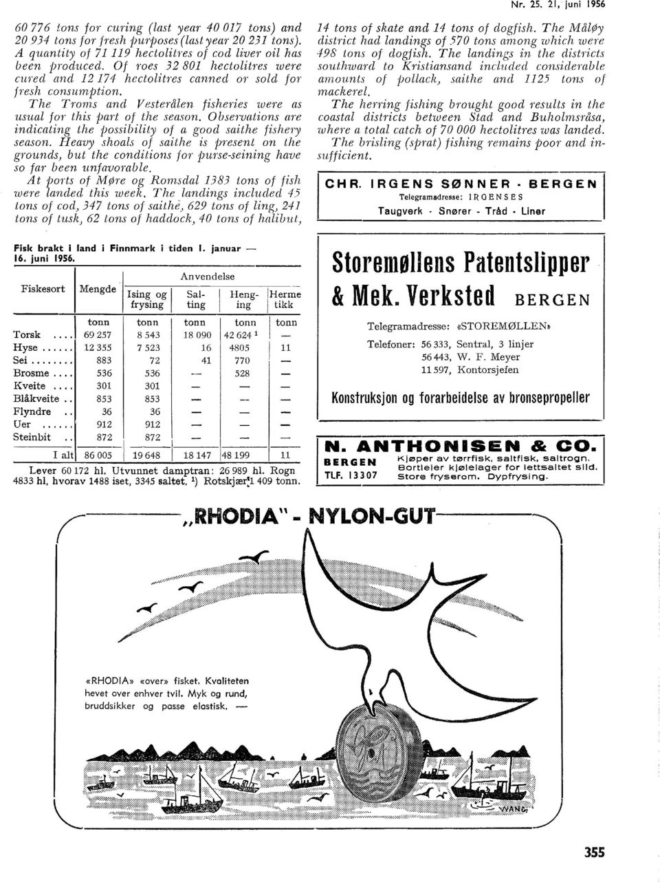 Observations are indicating the jjossibiity of a good saithe fishery season. Heavy shoas of saithe is present on the grounds) but the conditions for purse-seining have so far been unfavorabe.