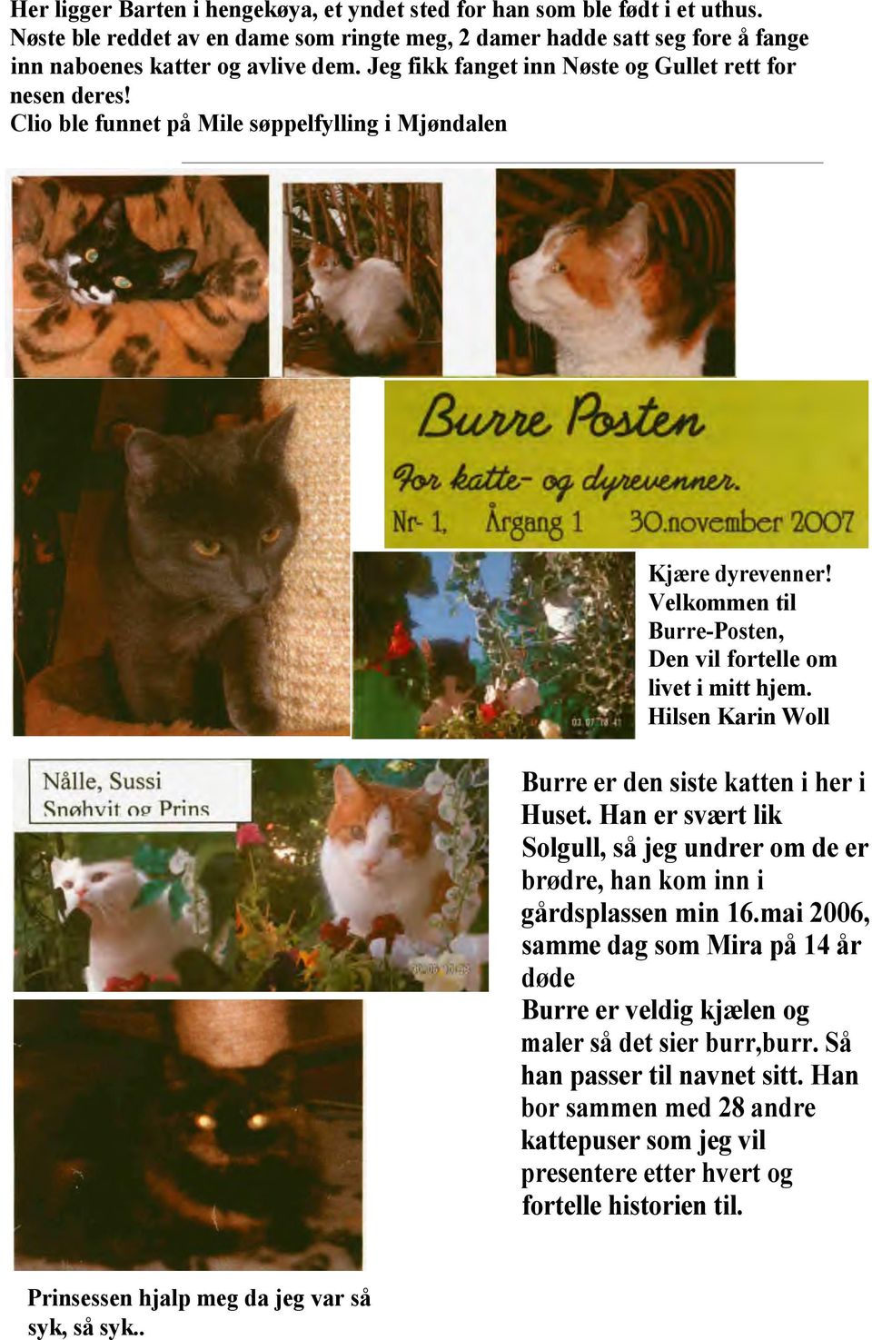 Hilsen Karin Woll Burre er den siste katten i her i Huset. Han er svært lik Solgull, så jeg undrer om de er brødre, han kom inn i gårdsplassen min 16.