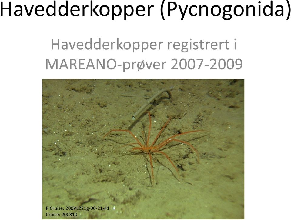 MAREANO-prøver 2007-2009 R