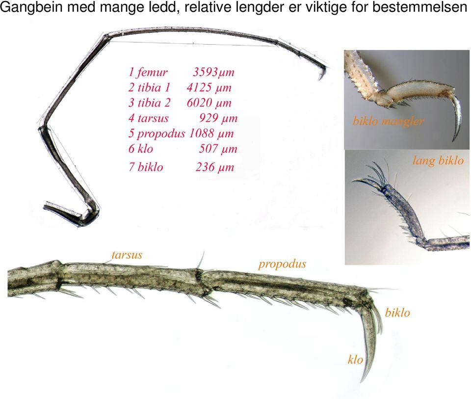 relative lengder