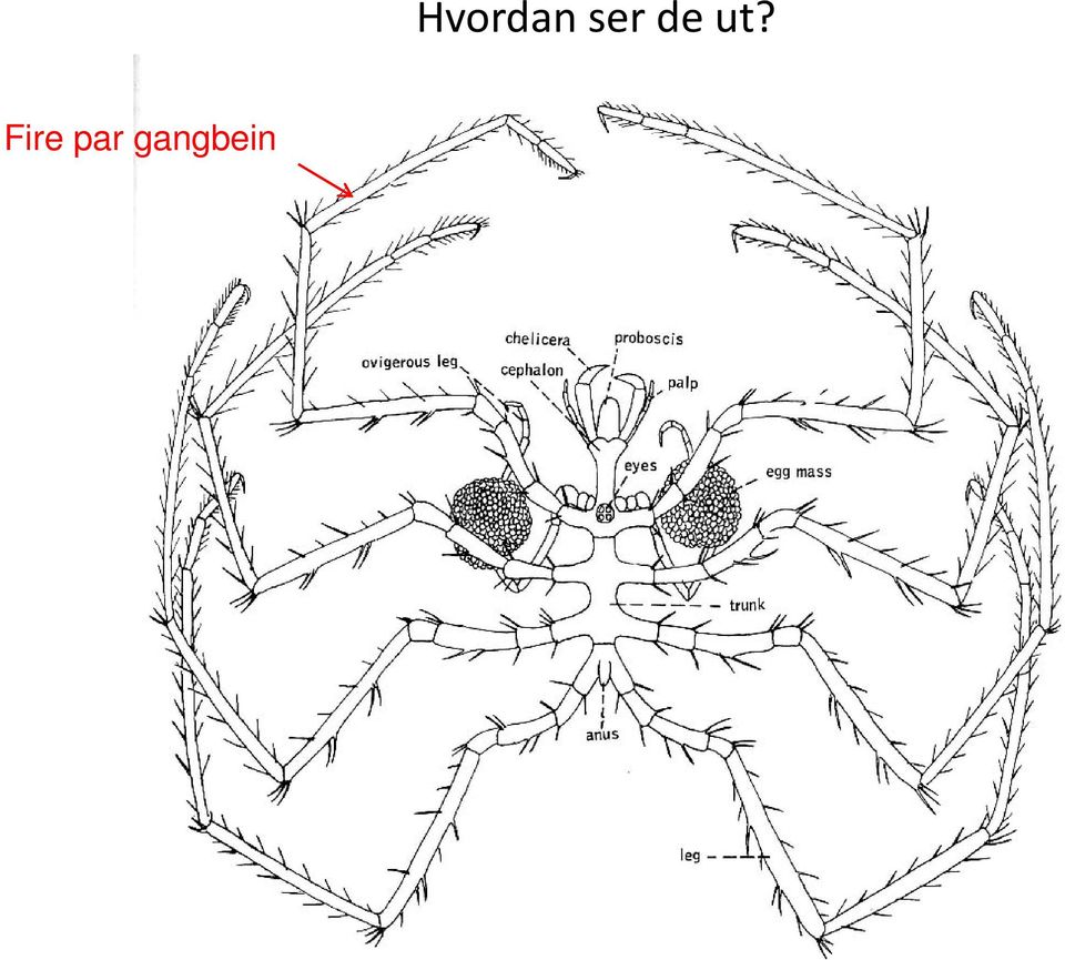 Hvordan