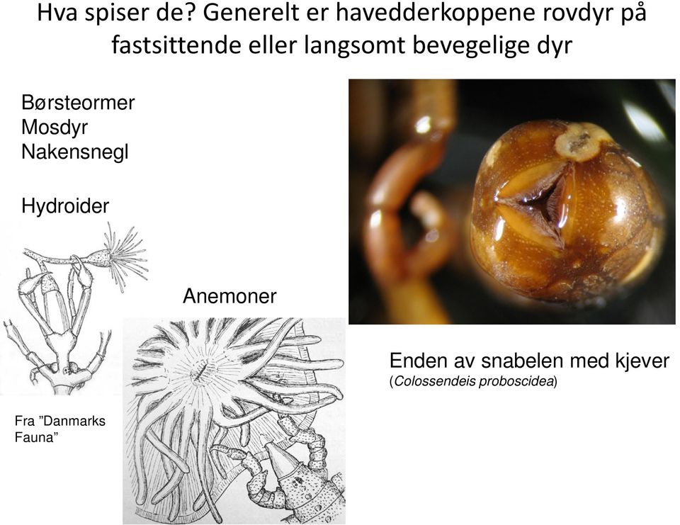 eller langsomt bevegelige dyr Børsteormer Mosdyr