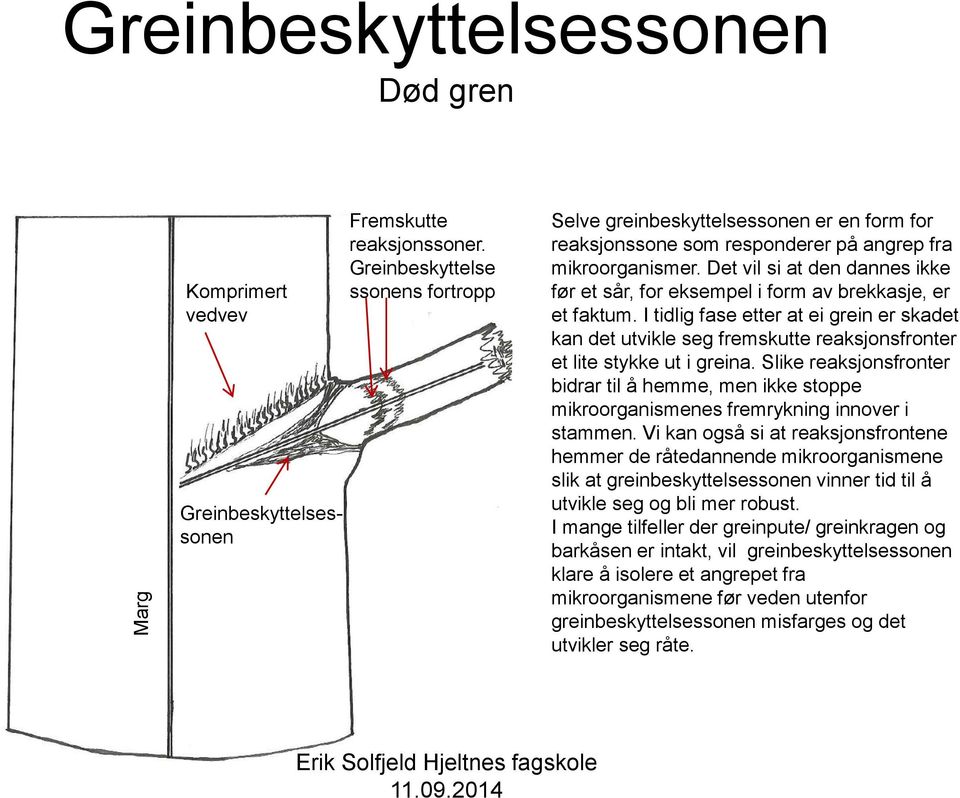 Det vil si at den dannes ikke før et sår, for eksempel i form av brekkasje, er et faktum.