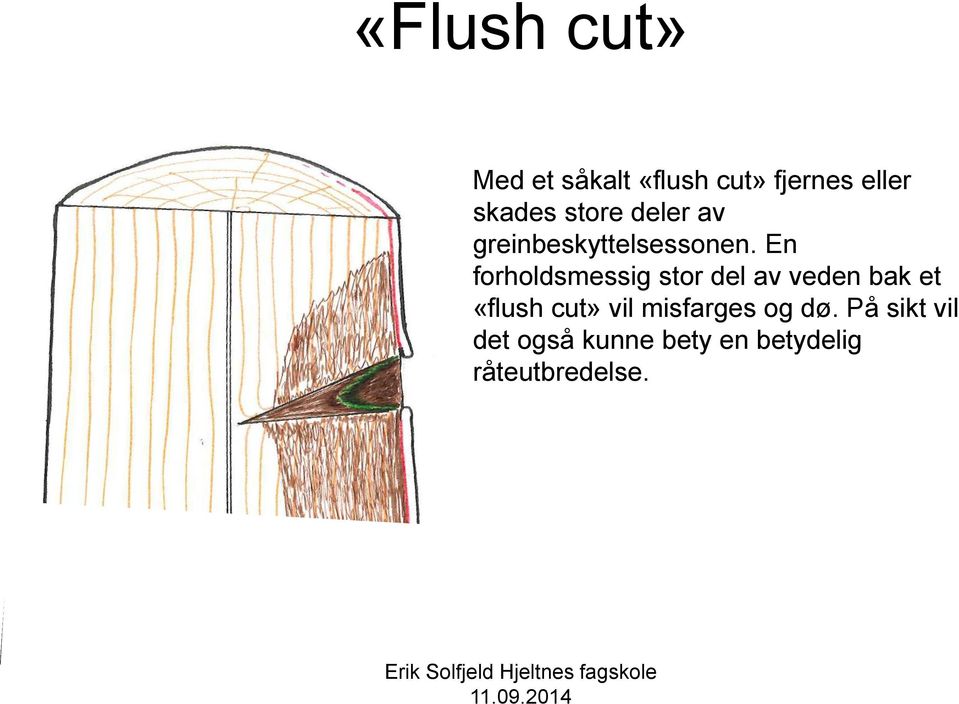 En forholdsmessig stor del av veden bak et «flush cut» vil