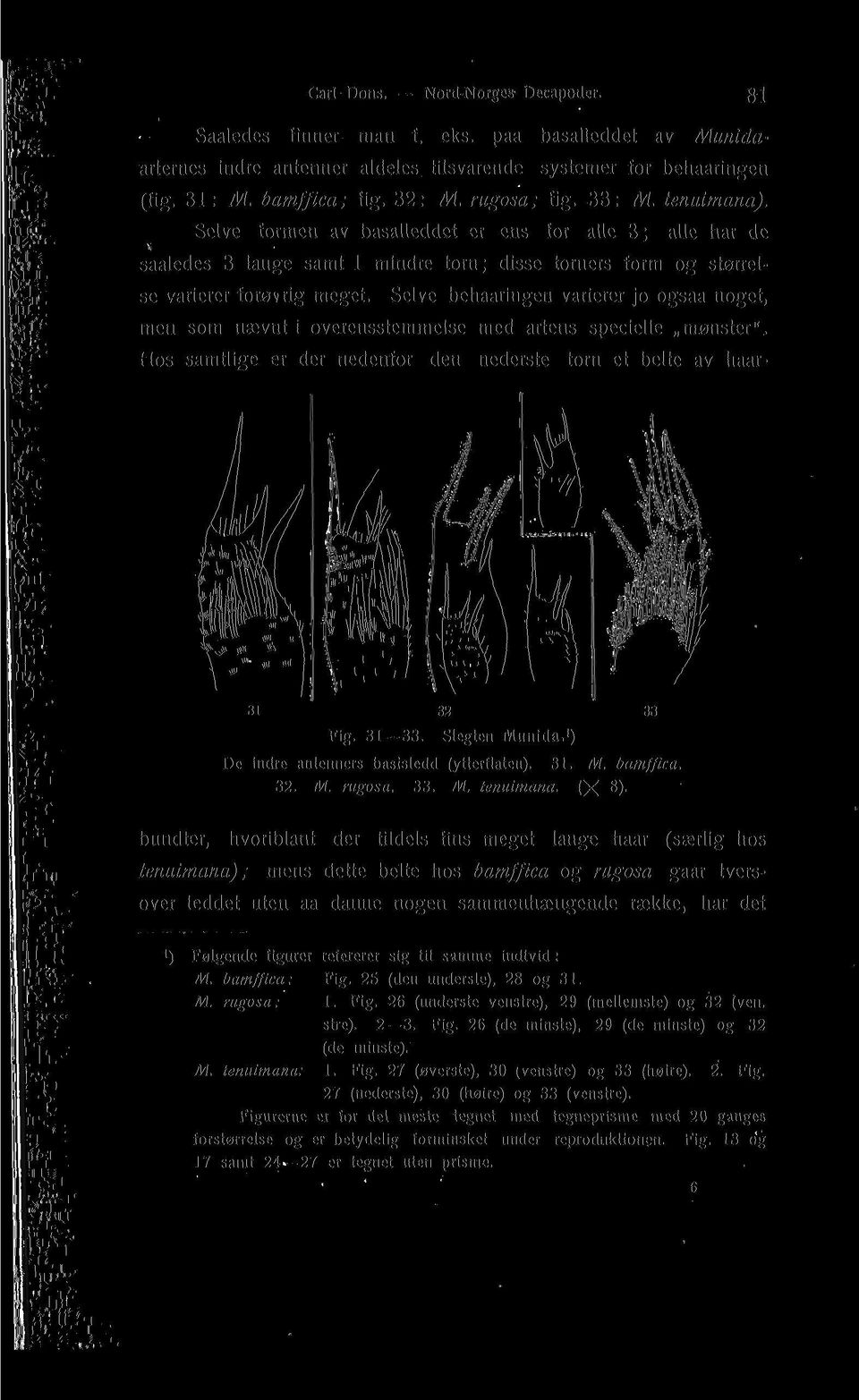 Selve behaaringen varierer jo ogsaa noget, men som naevnt i overensstemmclse med artens specielle m0nster". Hos samtlige er der nedenfor den nederste torn et belte av haar- 31 32 33 Fig. 31 33.