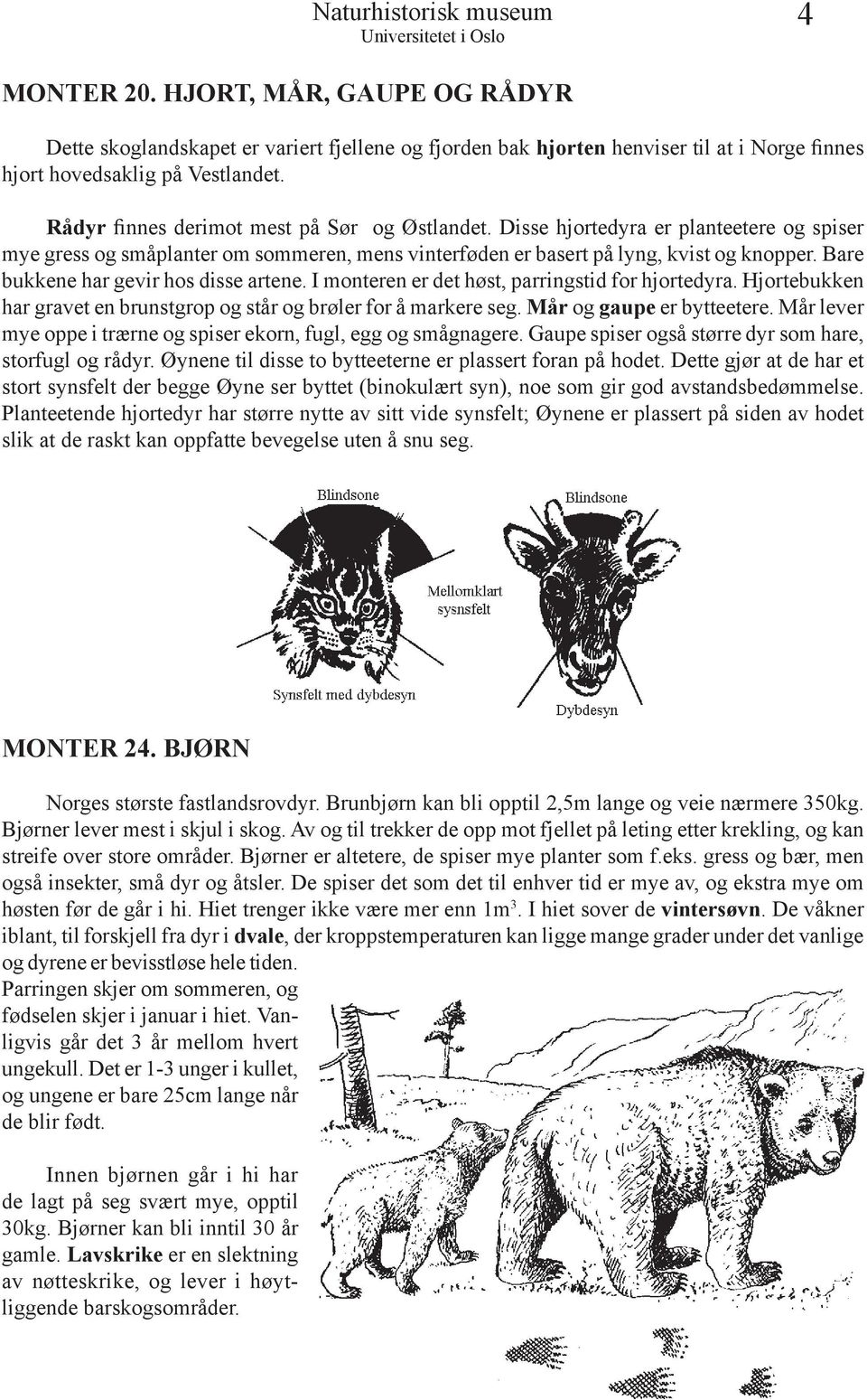 Bare bukkene har gevir hos disse artene. I monteren er det høst, parringstid for hjortedyra. Hjortebukken har gravet en brunstgrop og står og brøler for å markere seg. Mår og gaupe er bytteetere.