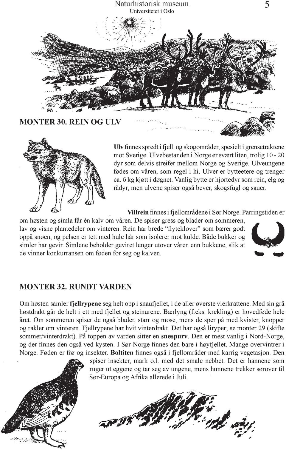 Vanlig bytte er hjortedyr som rein, elg og rådyr, men ulvene spiser også bever, skogsfugl og sauer. Villrein finnes i fjellområdene i Sør Norge.
