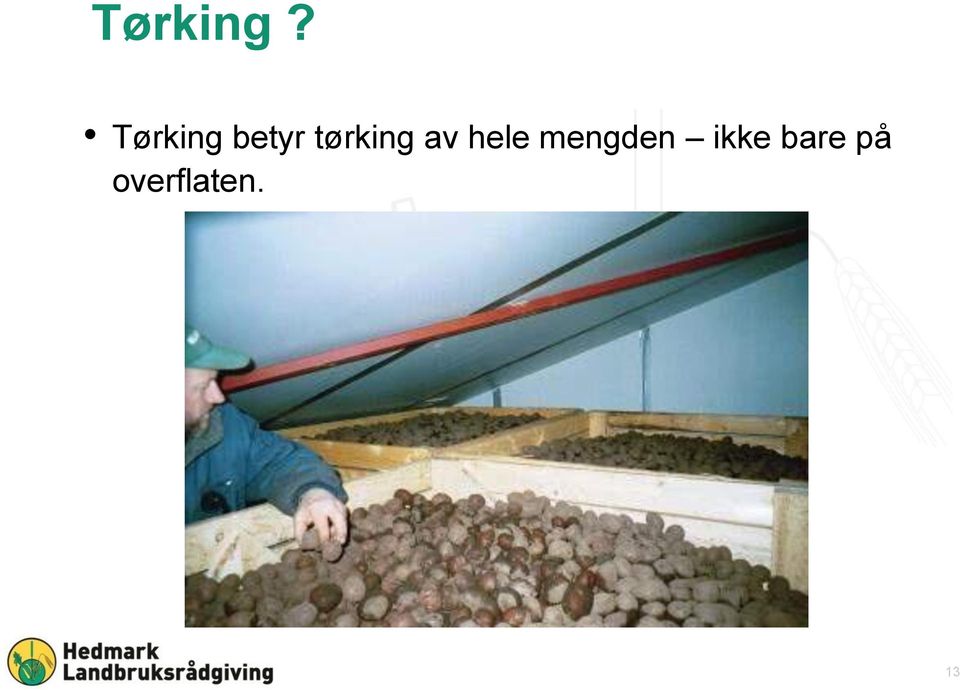 tørking av hele