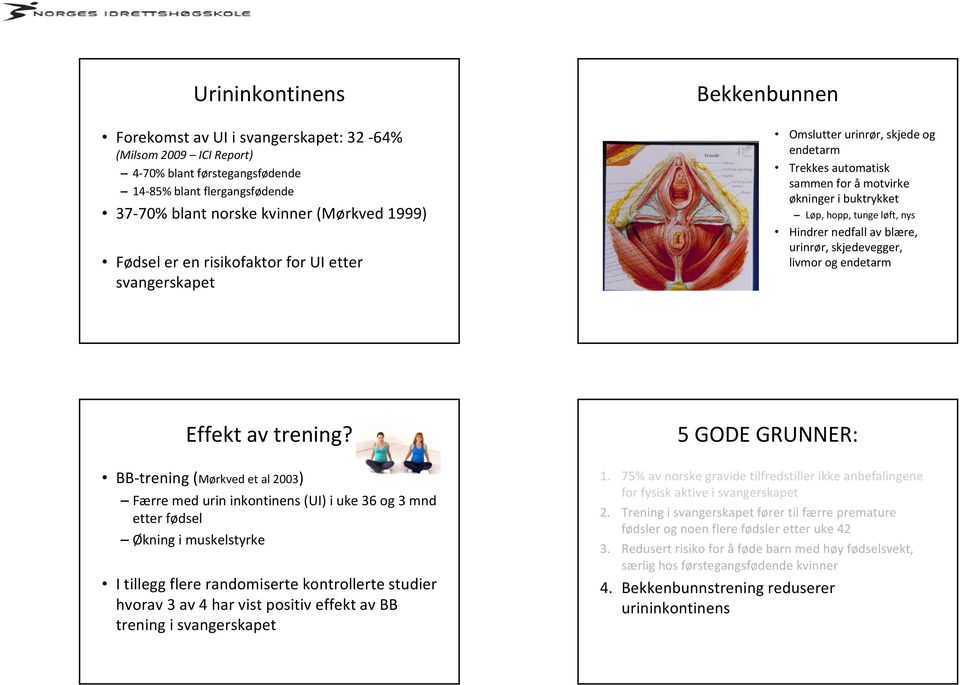 blære, urinrør, skjedevegger, livmor og endetarm Effekt av trening?