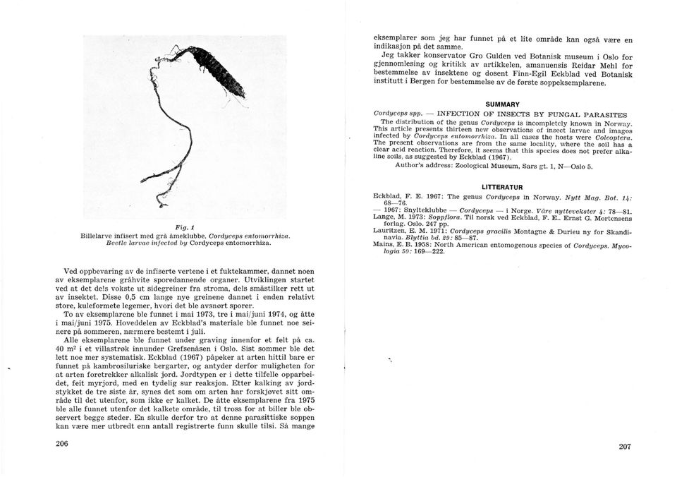 institutt i Bergen for bestemmelse av de første soppeksemplarene. SUMMAR Cm'dyceps spp. - NFECTON OF NSECTS B FUNGAL PARASTES The distribution of the genus Cordyceps is incompletcly known in Norway.