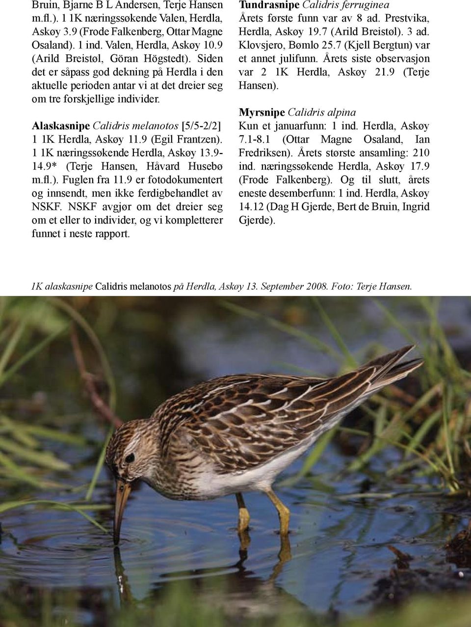 Alaskasnipe Calidris melanotos [5/5-2/2] 1 1K Herdla, Askøy 11.9 (Egil Frantzen). 1 1K næringssøkende Herdla, Askøy 13.9-14.9* (Terje Hansen, Håvard Husebø m.fl.). Fuglen fra 11.