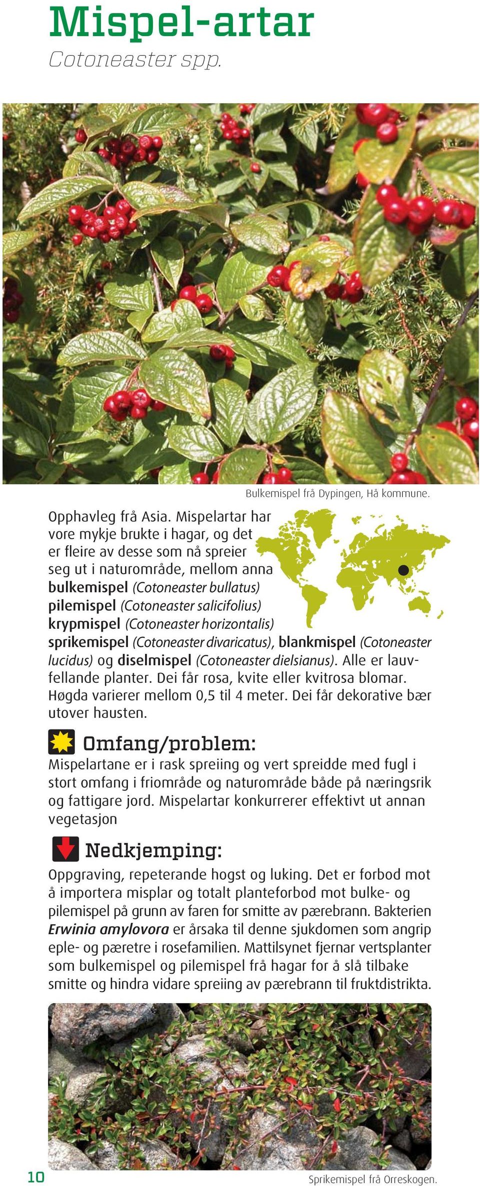 Mispelartar har vore mykje brukte i hagar, og det er fleire av desse som nå spreier seg ut i naturområde, mellom anna bulkemispel (Cotoneaster bullatus) pilemispel (Cotoneaster salicifolius)