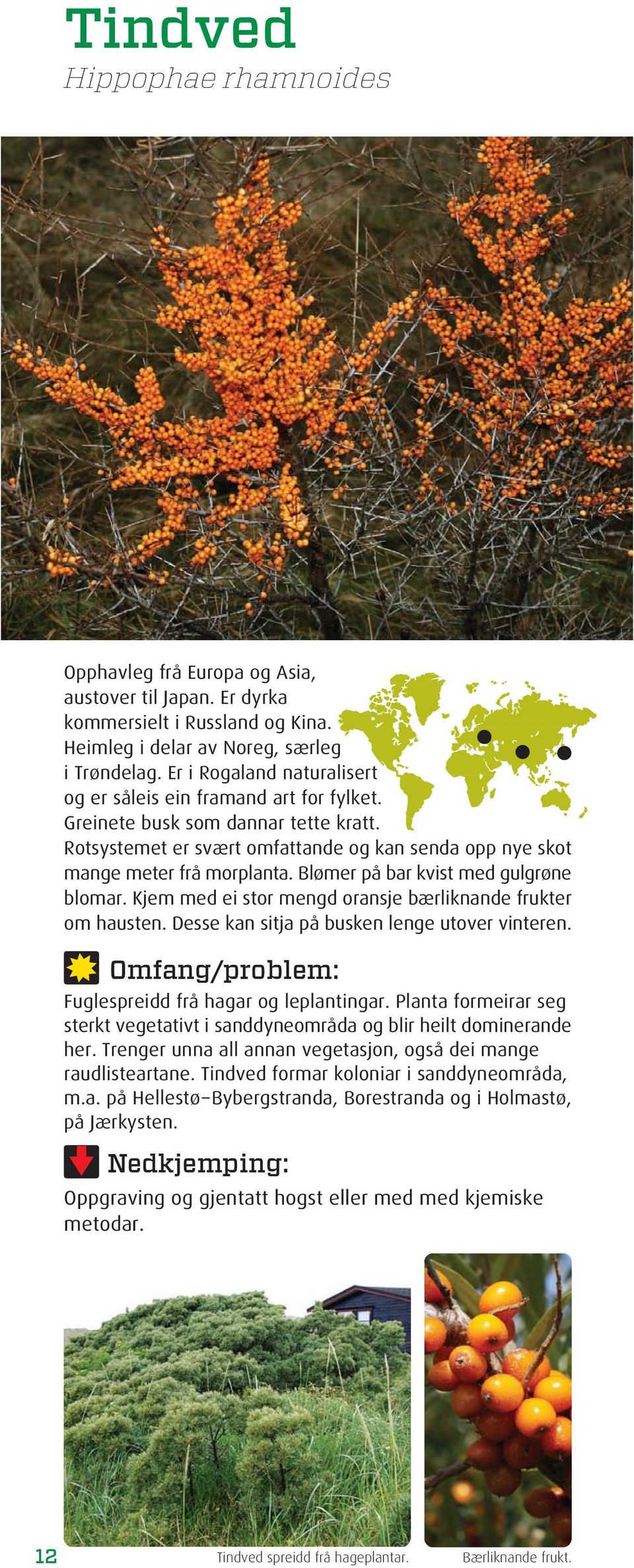 Blømer på bar kvist med gulgrøne blomar. Kjem med ei stor mengd oransje bærliknande frukter om hausten. Desse kan sitja på busken lenge utover vinteren.