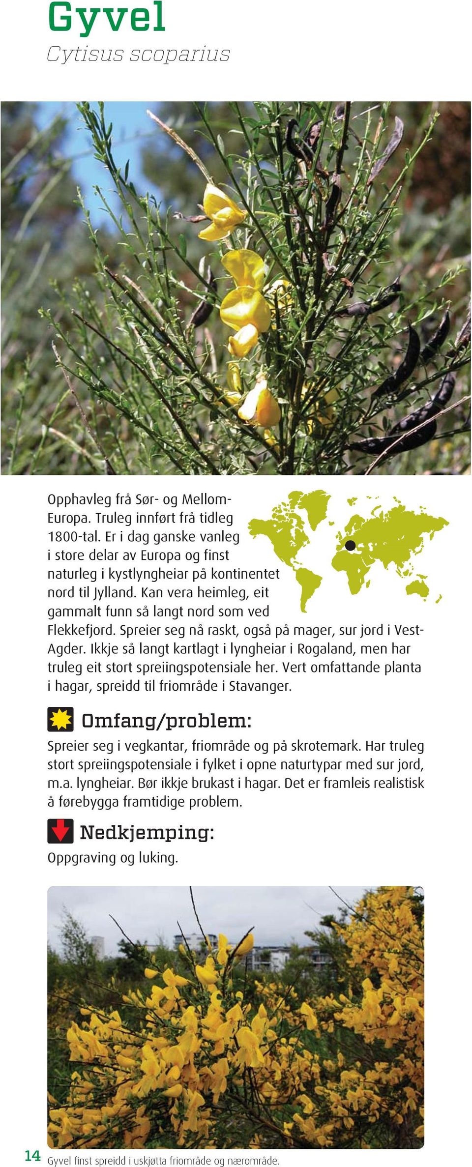 Spreier seg nå raskt, også på mager, sur jord i Vest- Agder. Ikkje så langt kartlagt i lyngheiar i Rogaland, men har truleg eit stort spreiingspotensiale her.