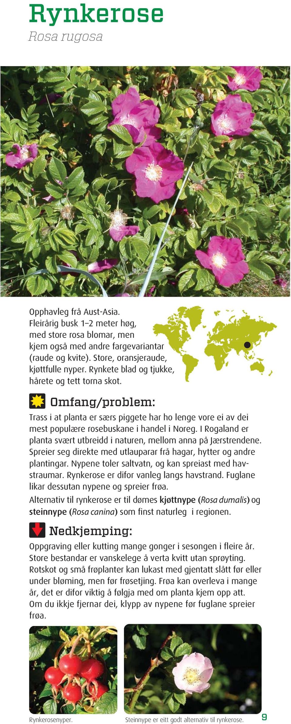 I Rogaland er planta svært utbreidd i naturen, mellom anna på Jærstrendene. Spreier seg direkte med utlauparar frå hagar, hytter og andre plantingar.