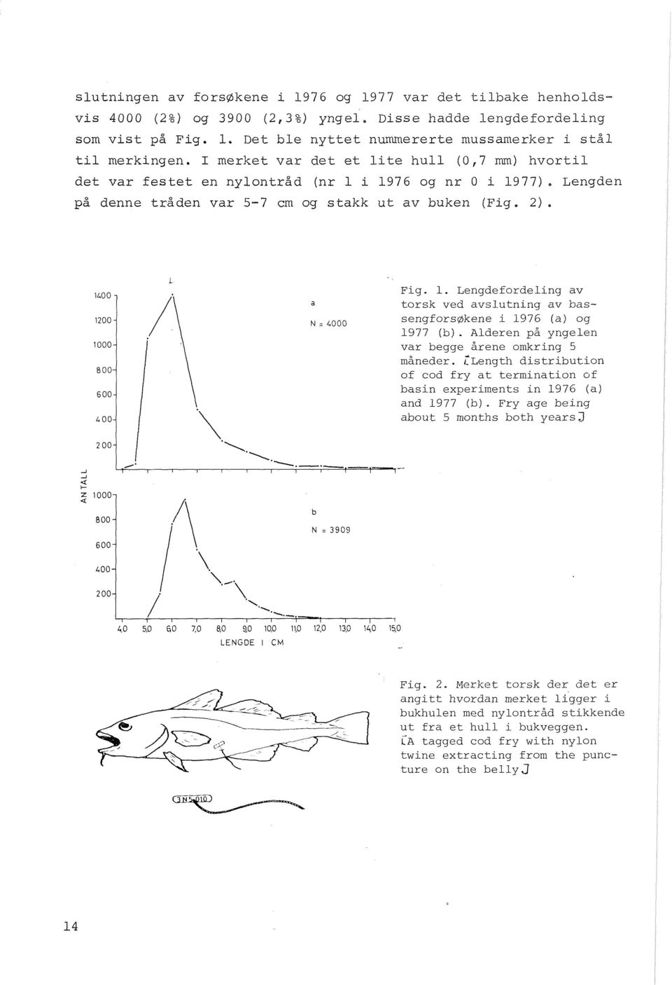 Alderen på yngelen var begge årene omkring 5 måneder. C~ength distribution of cod fry at termination of basin experiments in 1976 (a) and 1977 (b).