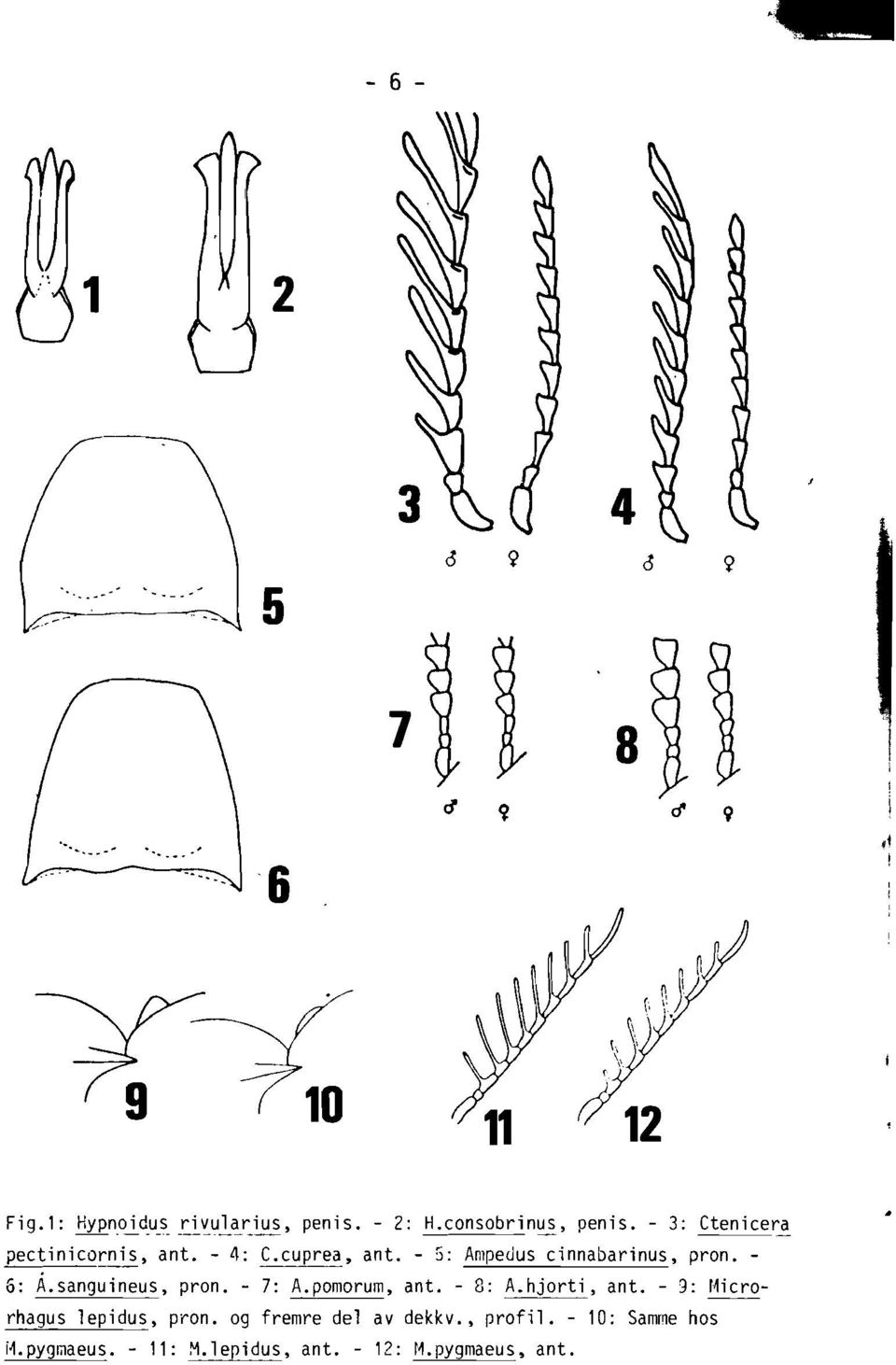 - 5: Ampedus cinnabarinus, pron. 6: A.sanguineus, pron. - 7: A.pomorum, ant. - 8: A.hjorti, ant.
