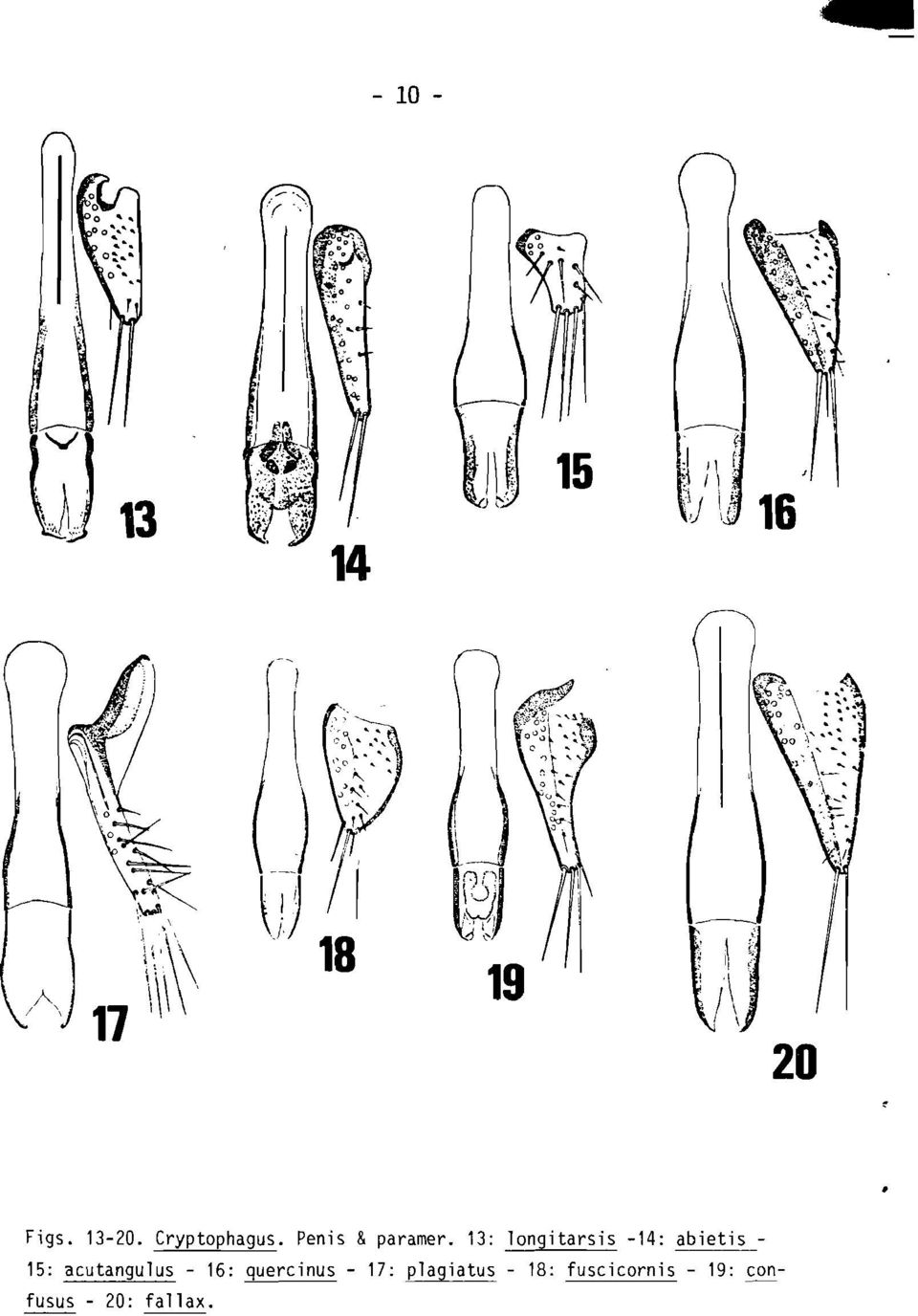 Cryptophagus. Penis &paramer.