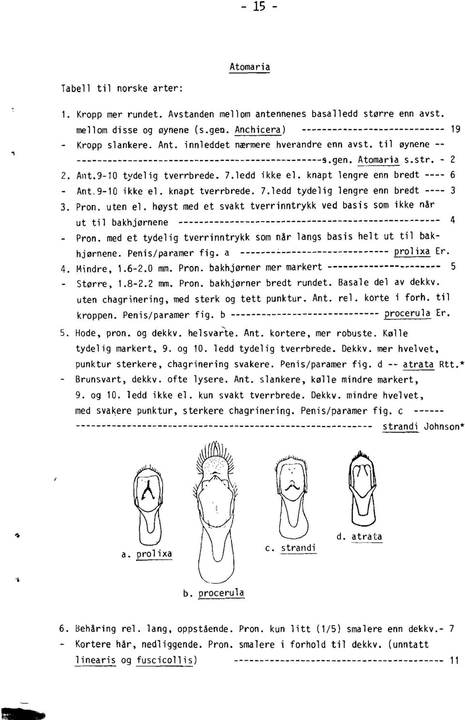 7.ledd ikke el. knapt lengre enn bredt ---- 6 Ant.9-10 ikke el. knapt tverrbrede. 7.ledd tydelig lengre enn bredt ---- 3 3. Pron. uten el.