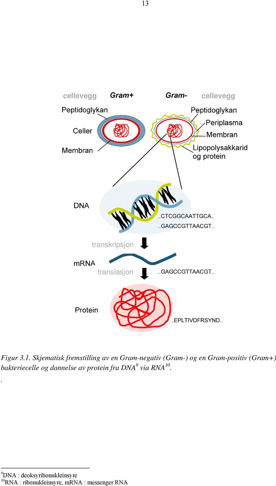 Gram-positiv (Gram+) bakteriecelle og dannelse av protein fra DNA 9