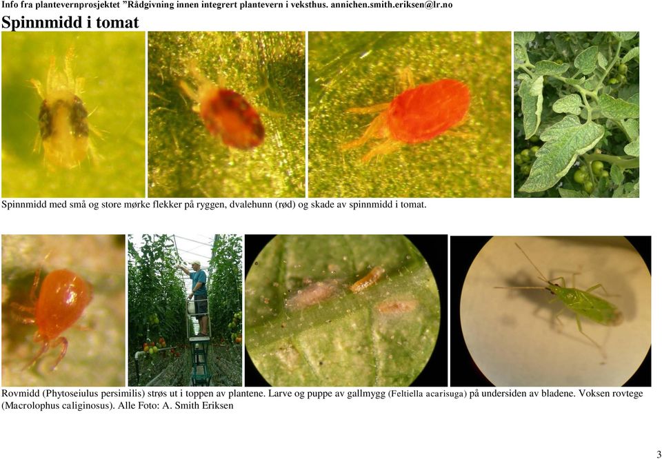 Rovmidd (Phytoseiulus persimilis) strøs ut i toppen av plantene.