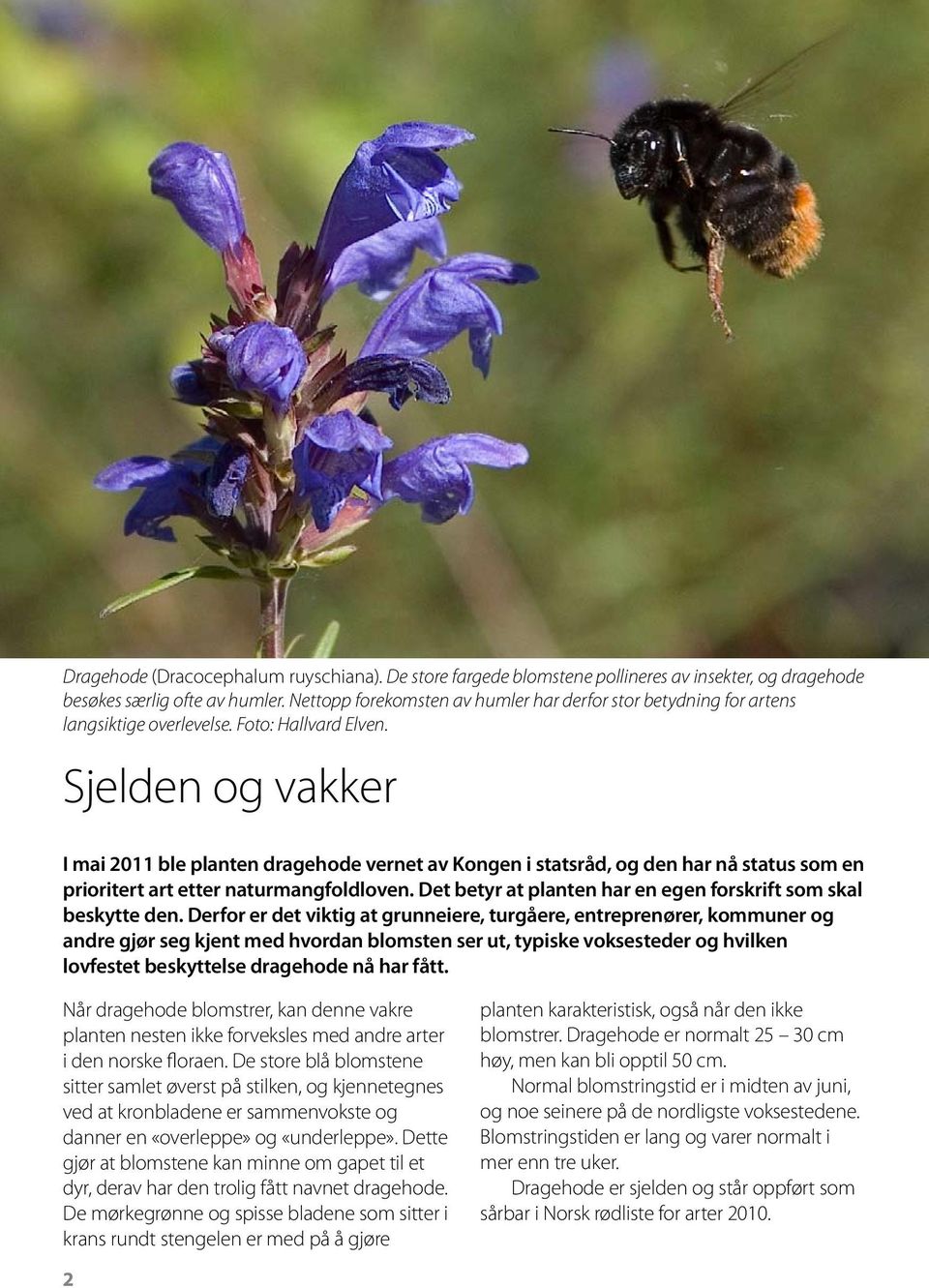 Sjelden og vakker I mai 2011 ble planten dragehode vernet av Kongen i statsråd, og den har nå status som en prioritert art etter naturmangfoldloven.