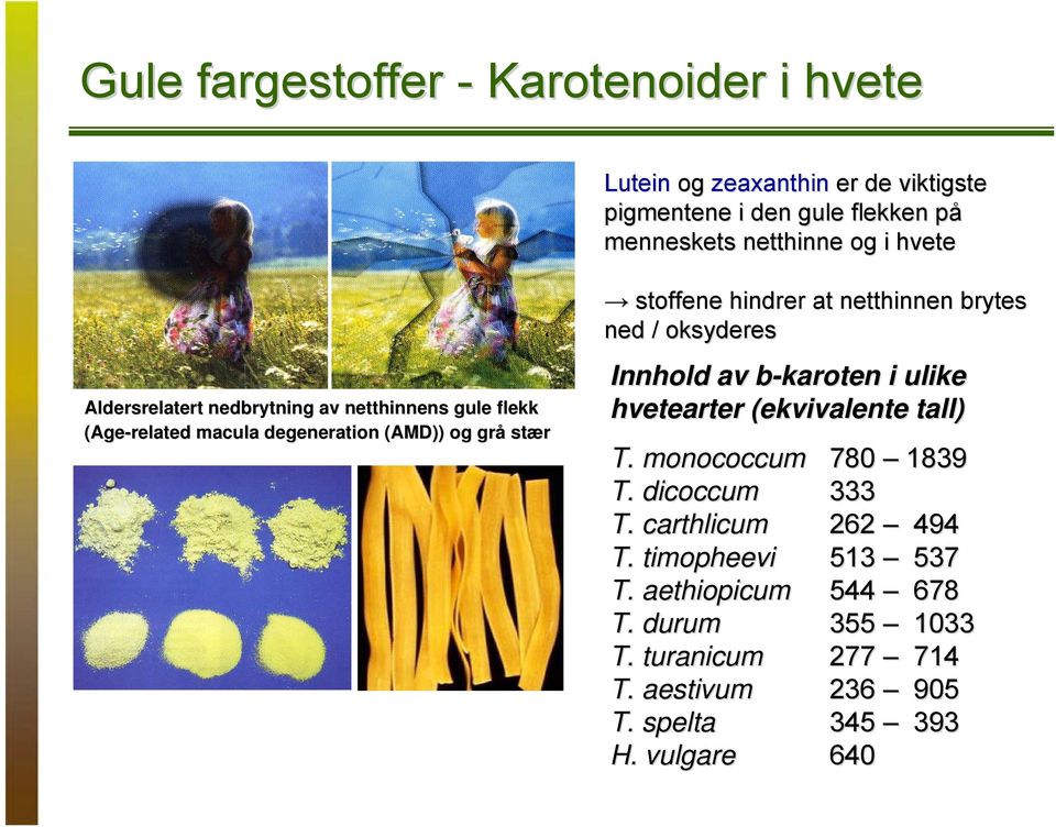 netthinnen brytes ned / oksyderes Innhold av b-karoten i ulike hvetearter (ekvivalente tall) T. monococcum 780 1839 T. dicoccum 333 T.