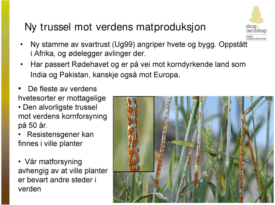 Har passert Rødehavet og er på vei mot korndyrkende land som India og Pakistan, kanskje også mot Europa.