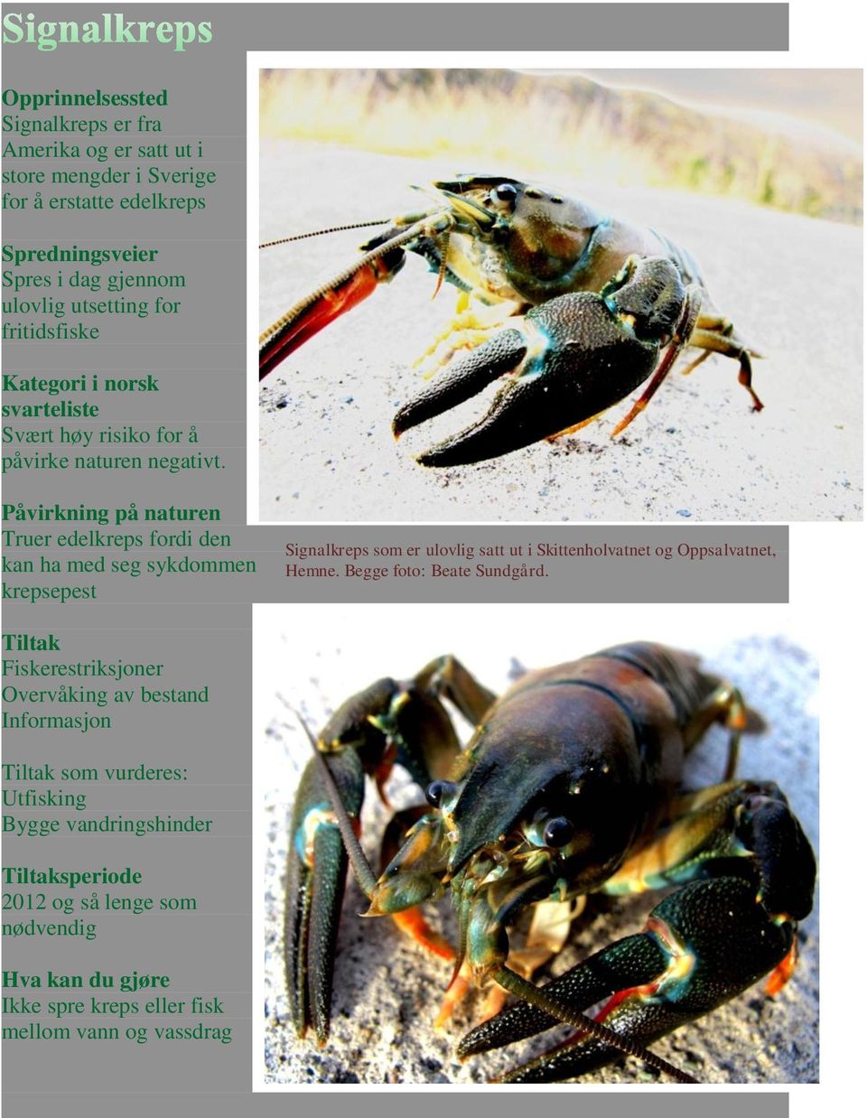 Påvirkning på naturen Truer edelkreps fordi den kan ha med seg sykdommen krepsepest Signalkreps som er ulovlig satt ut i Skittenholvatnet og Oppsalvatnet, Hemne.