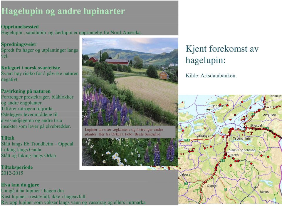 Påvirkning på naturen Fortrenger prestekrager, blåklokker og andre engplanter. Tilfører nitrogen til jorda. Ødelegger leveområdene til elvesandjegeren og andre trua insekter som lever på elvebredder.