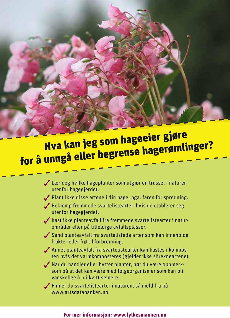 Kast ikke planteavfall fra fremmede svartelistearter i naturområder eller på tilfeldige avfallsplasser. Send planteavfall fra svartelistede arter som kan inneholde frukter eller frø til forbrenning.