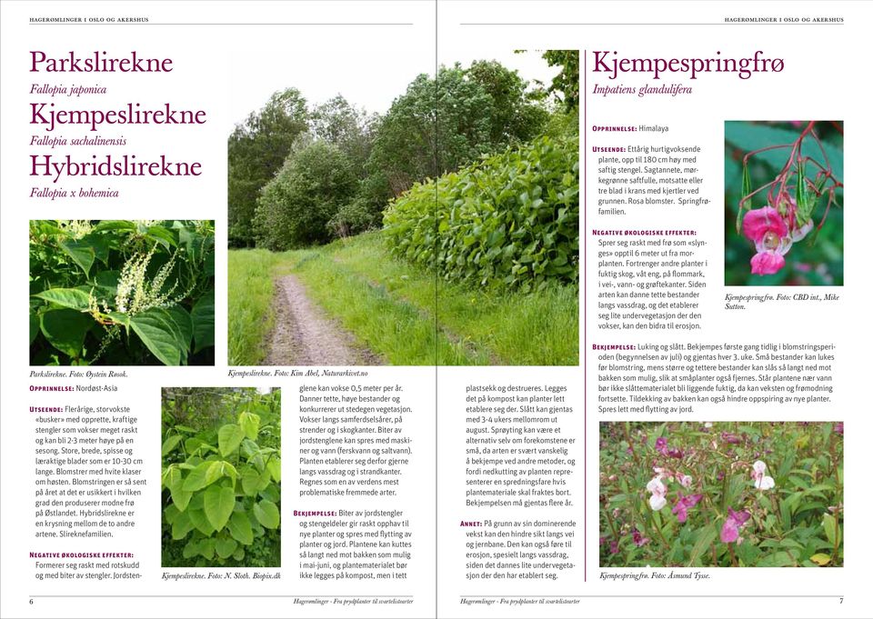 Sagtannete, mørkegrønne saftfulle, motsatte eller tre blad i krans med kjertler ved grunnen. Rosa blomster. Springfrøfamilien. Sprer seg raskt med frø som «slynges» opptil 6 meter ut fra morplanten.