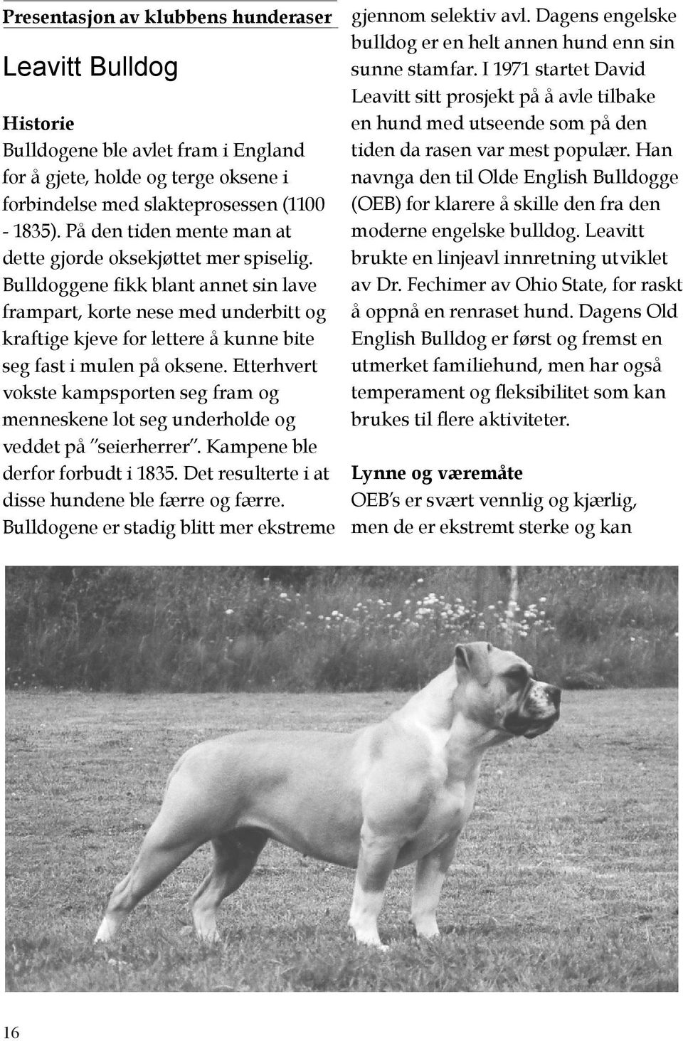 Bulldoggene fikk blant annet sin lave frampart, korte nese med underbitt og kraftige kjeve for lettere å kunne bite seg fast i mulen på oksene.