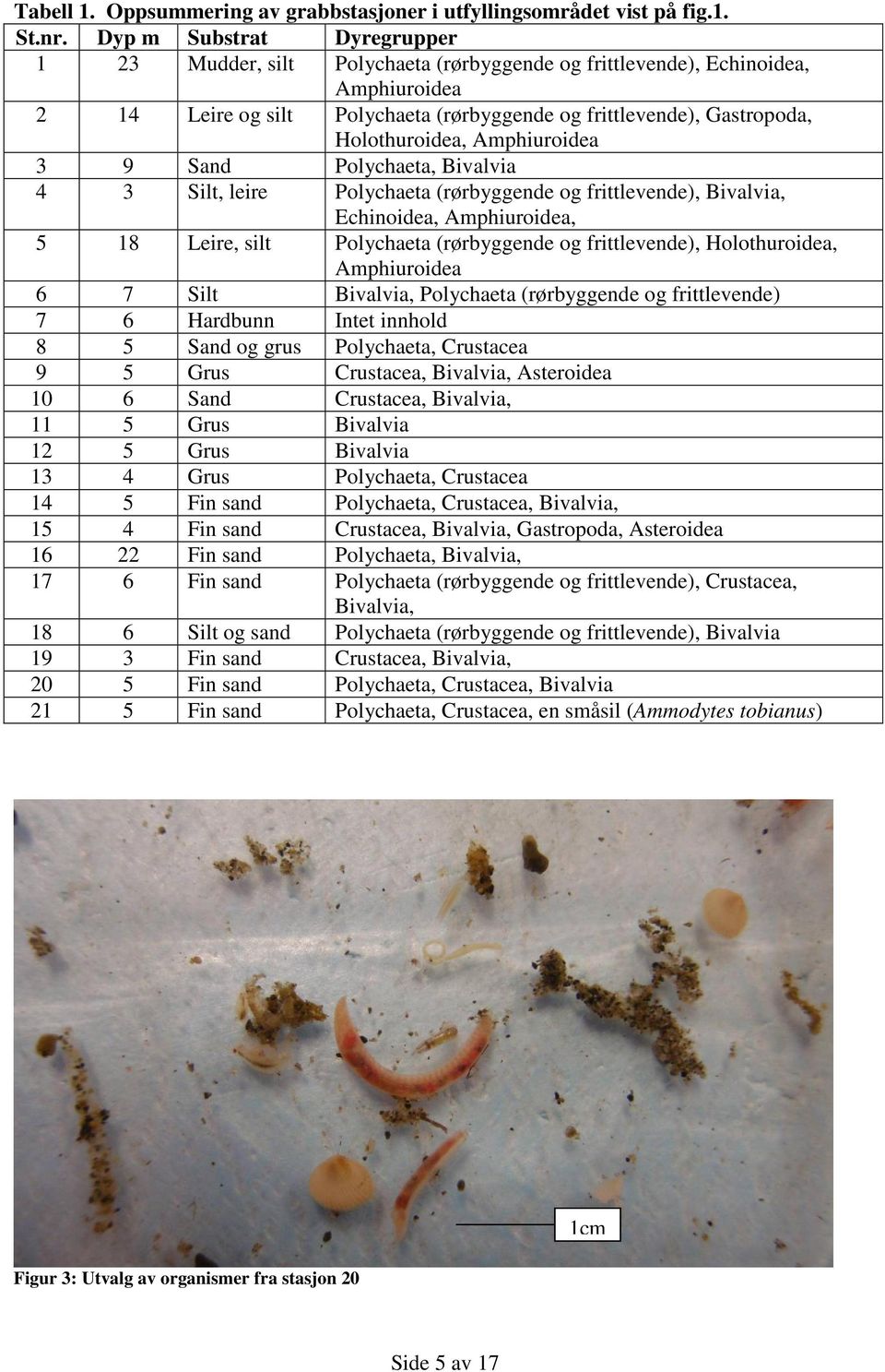 Amphiuroidea Sand Polychaeta, Bivalvia Silt, leire Polychaeta (rørbyggende og frittlevende), Bivalvia, Echinoidea, Amphiuroidea, Leire, silt Polychaeta (rørbyggende og frittlevende), Holothuroidea,