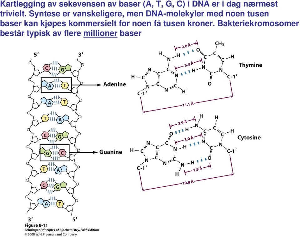 Syntese er vanskeligere, men DNA-molekyler med noen tusen