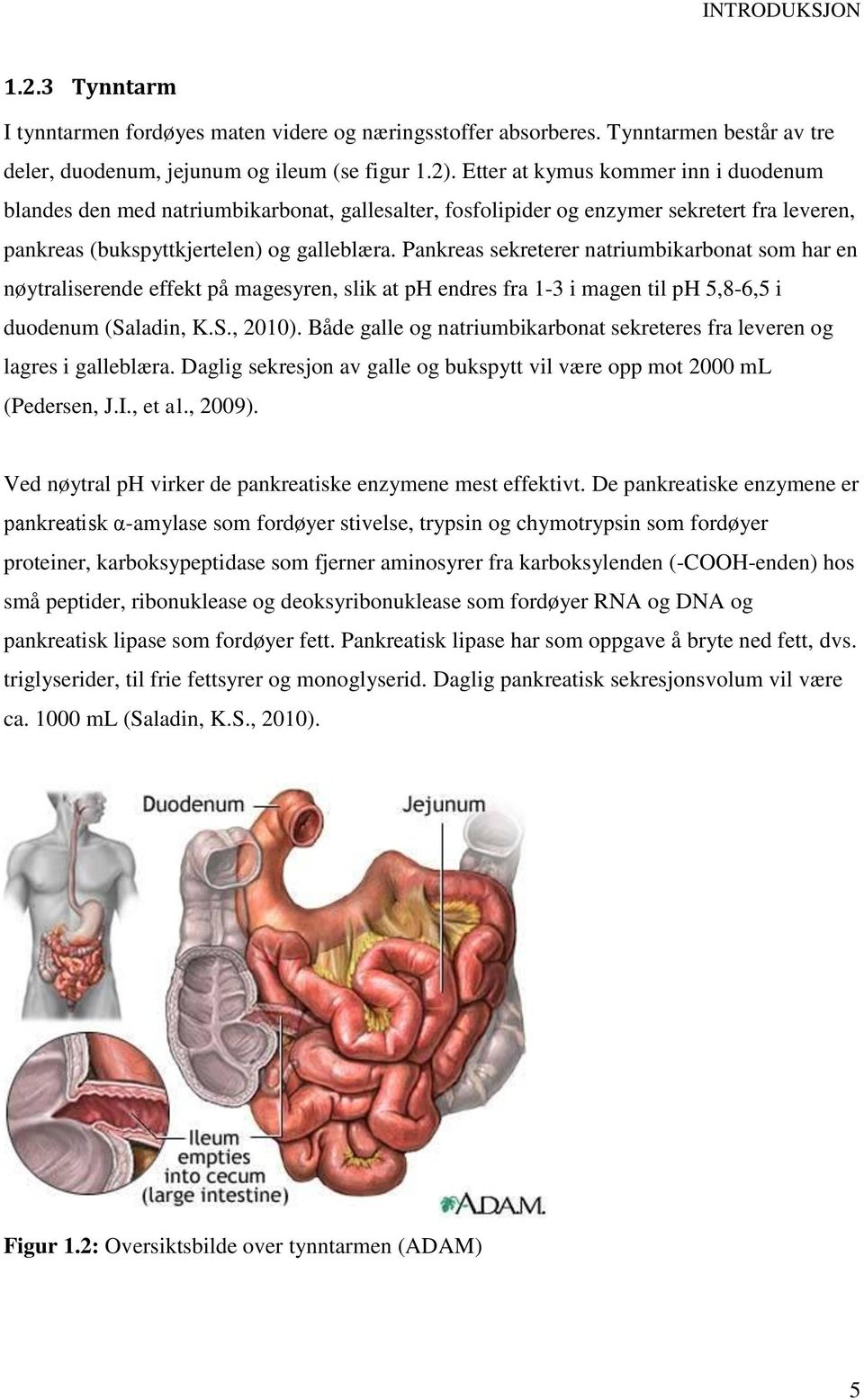 Pankreas sekreterer natriumbikarbonat som har en nøytraliserende effekt på magesyren, slik at ph endres fra 1-3 i magen til ph 5,8-6,5 i duodenum (Saladin, K.S., 2010).