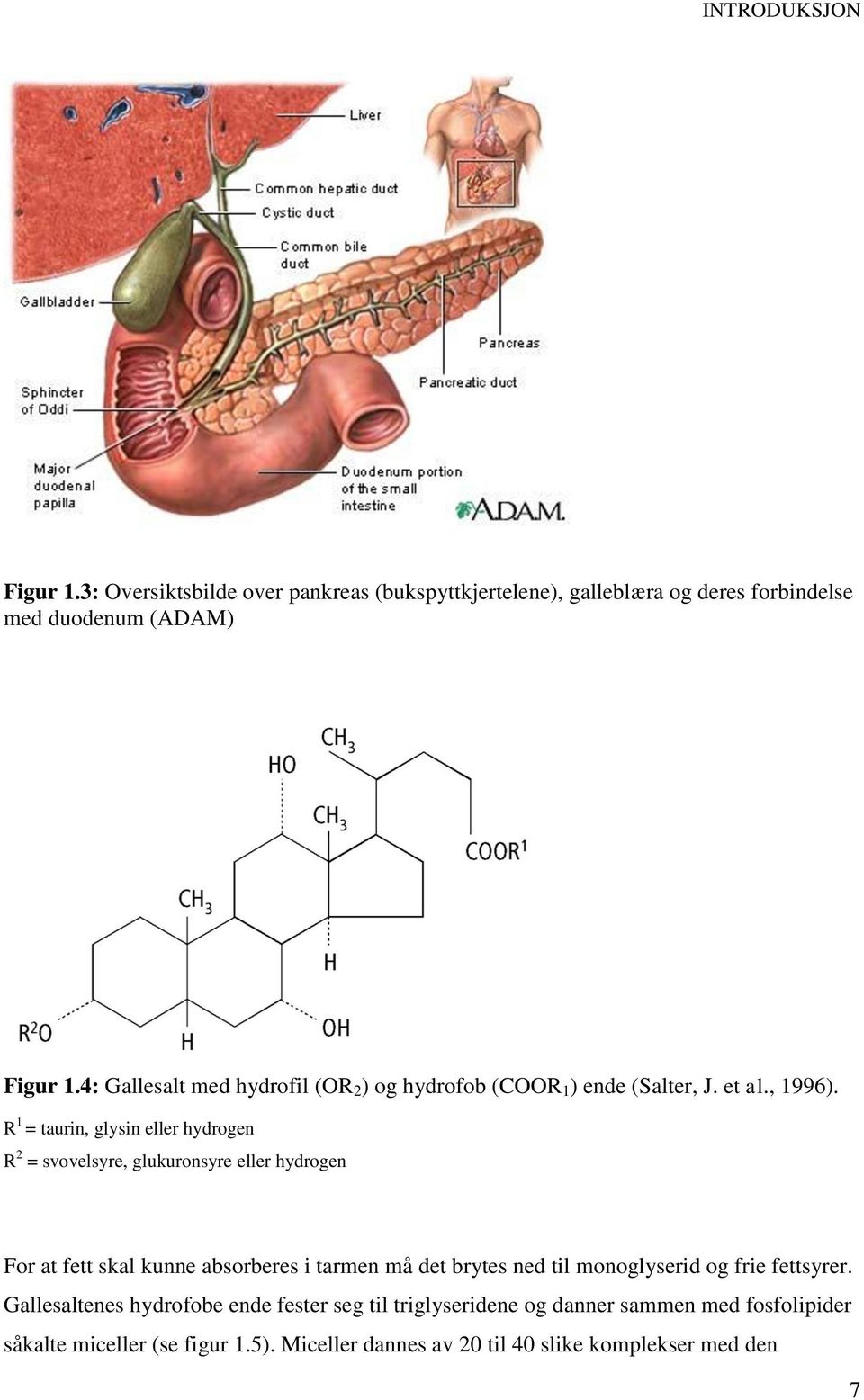 R 1 = taurin, glysin eller hydrogen R 2 = svovelsyre, glukuronsyre eller hydrogen For at fett skal kunne absorberes i tarmen må det brytes ned