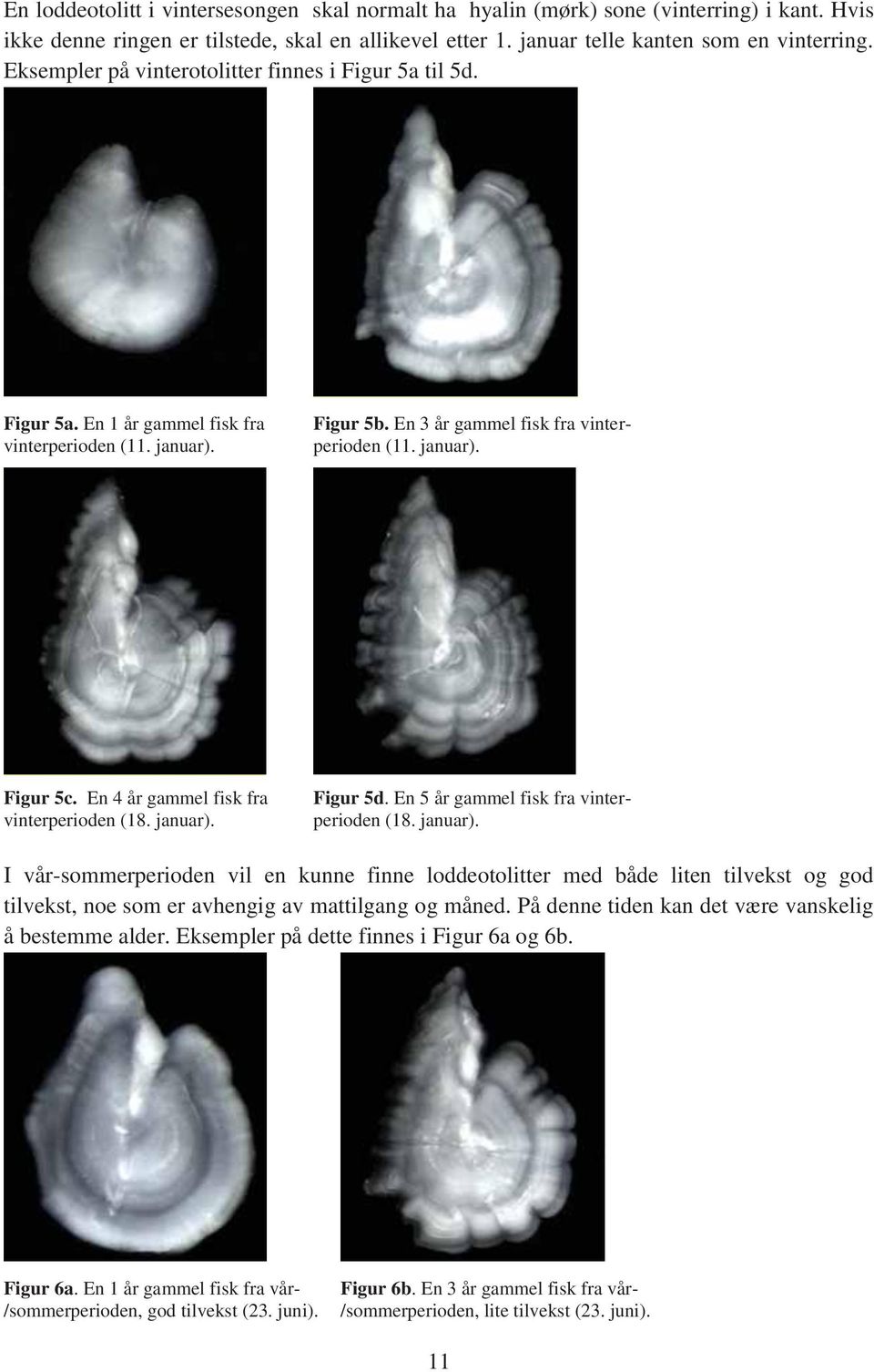 En 4 år gammel fisk fra vinterperioden (18. januar). Figur 5d. En 5 år gammel fisk fra vinterperioden (18. januar). I vår-sommerperioden vil en kunne finne loddeotolitter med både liten tilvekst og god tilvekst, noe som er avhengig av mattilgang og måned.