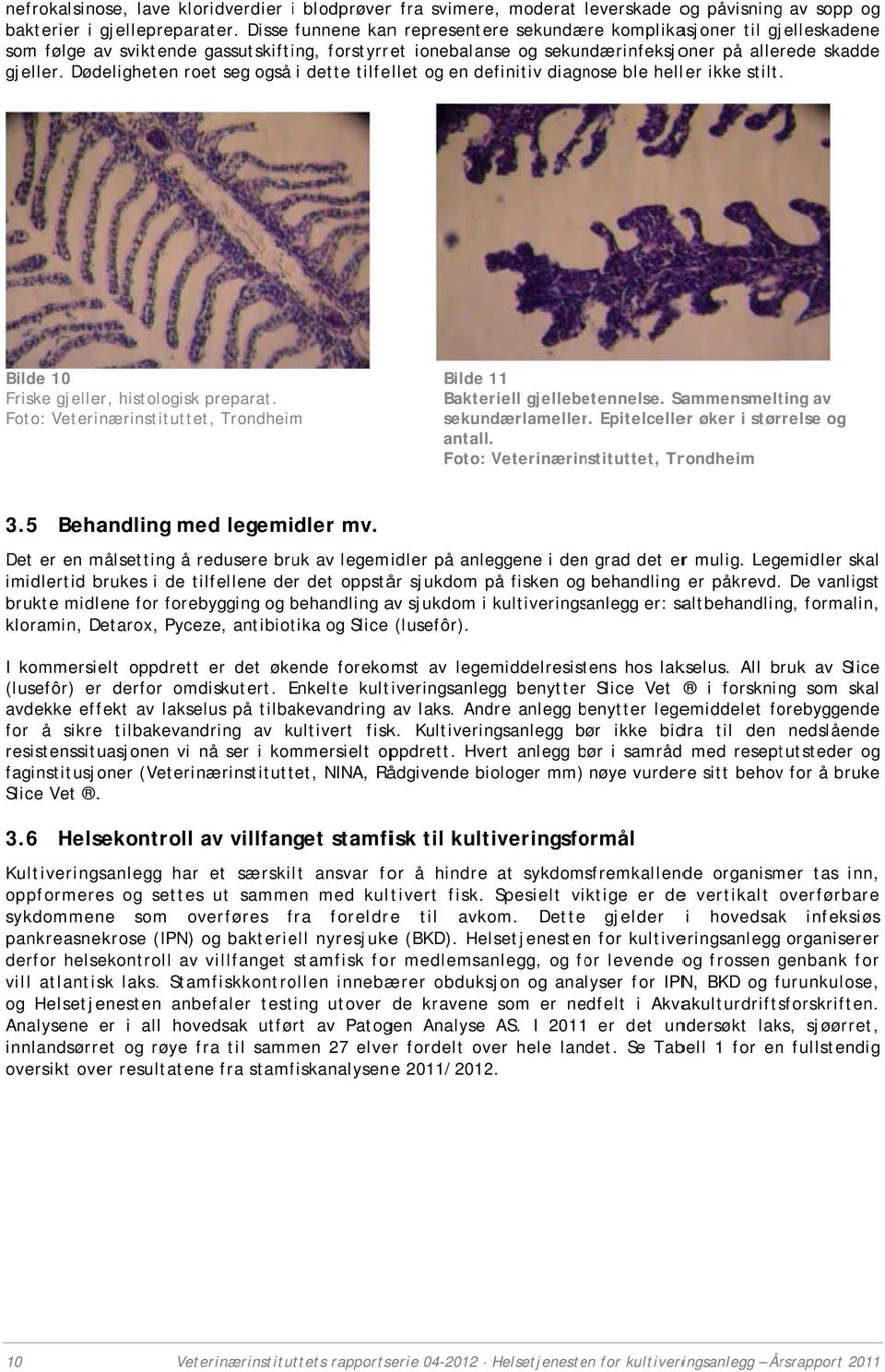 Dødeligheten roet seg også i dette tilfellet og en definitiv diagnose ble heller ikke stilt. Bilde 10 Friske gjeller, histologisk preparat.