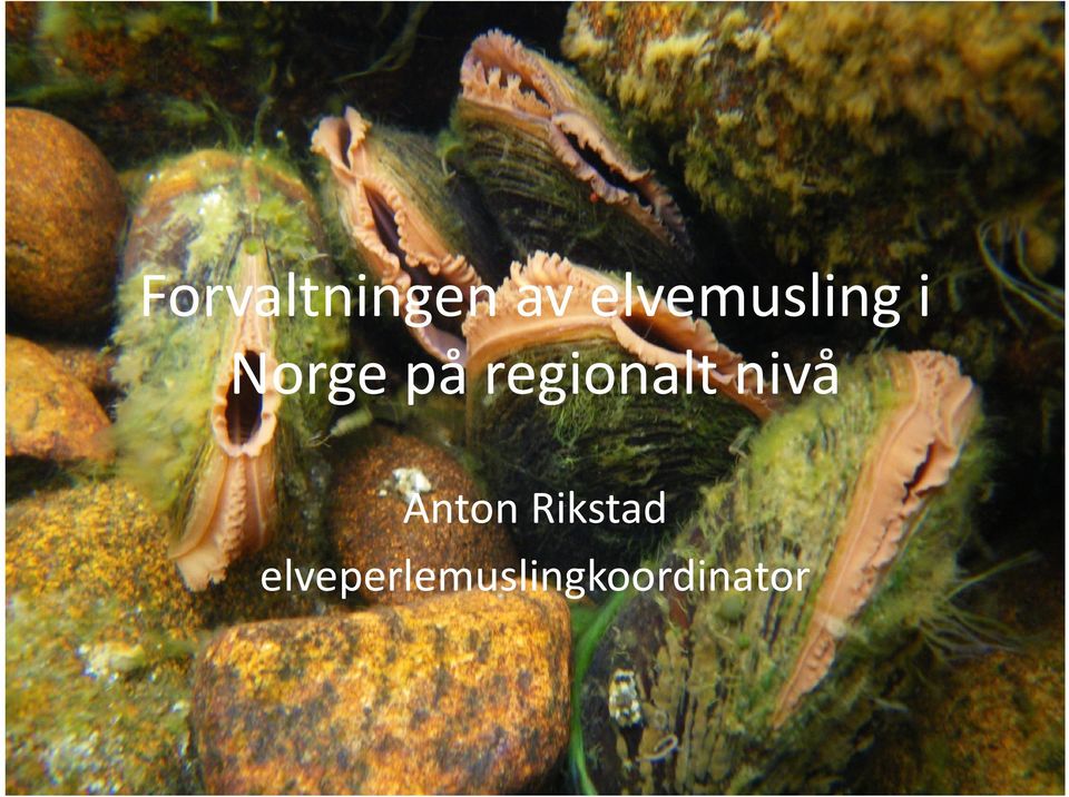 regionalt nivå Anton