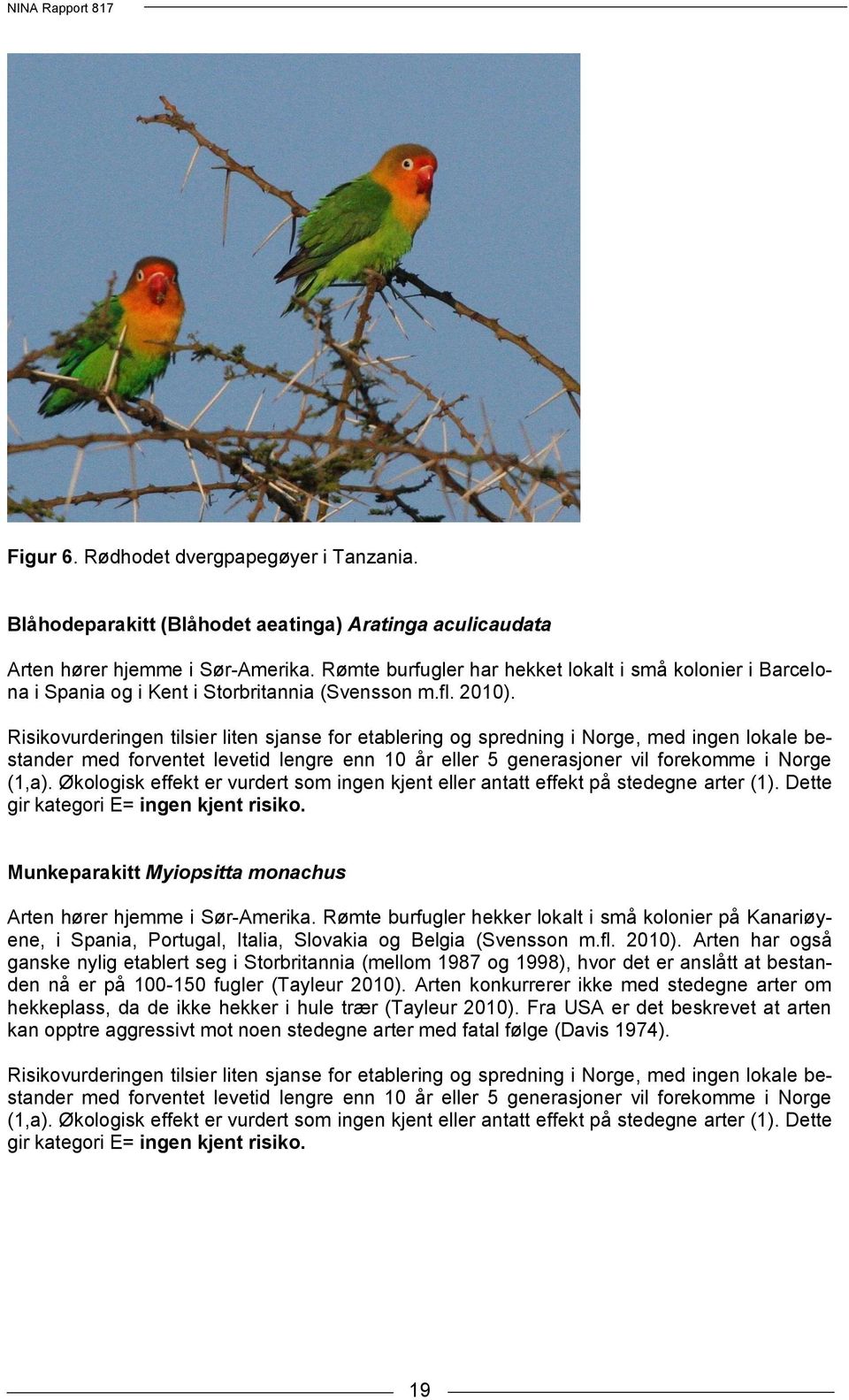 Rømte burfugler hekker lokalt i små kolonier på Kanariøyene, i Spania, Portugal, Italia, Slovakia og Belgia (Svensson m.fl. 2010).