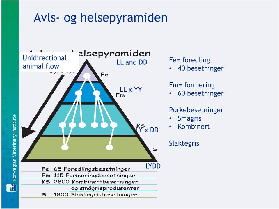 40 besetninger Fm= formering 60 besetninger