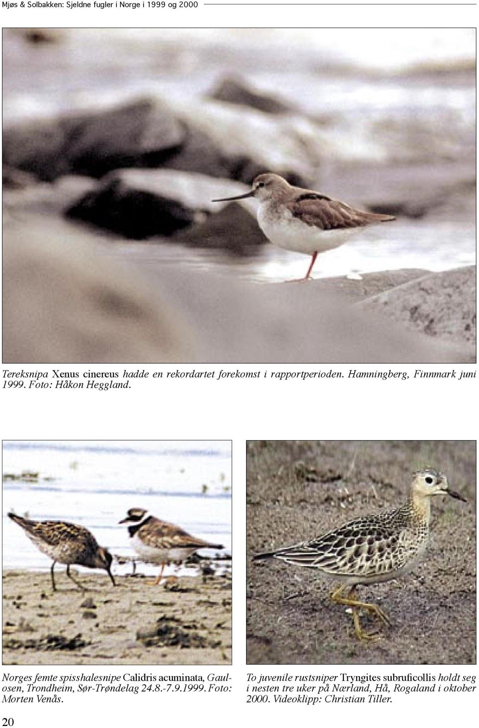 Norges femte spisshalesnipe Calidris acuminata, Gaulosen, Trondheim, Sør-Trøndelag 24.8.-7.9.1999.