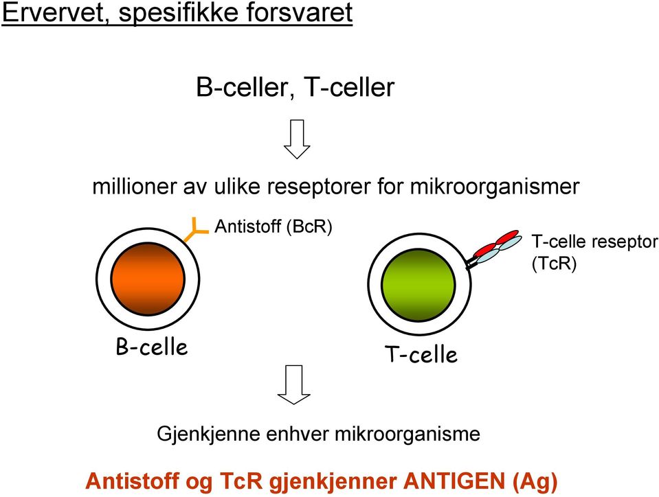 Antistoff (BcR) T-celle reseptor (TcR) B-celle T-celle