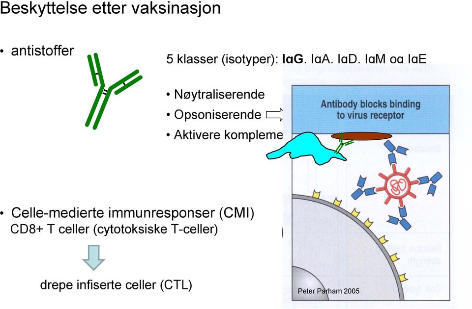 komplementsystemet Celle-medierte immunresponser (CMI) CD8+ T celler