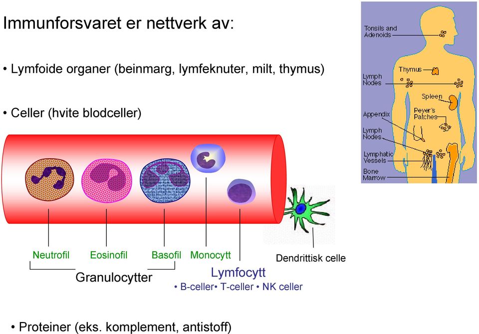 Eosinofil Basofil Monocytt Granulocytter Lymfocytt B-celler