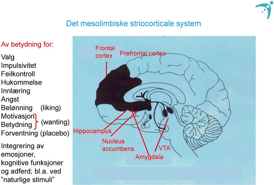(wanting) Forventning (placebo) Integrering av emosjoner, kognitive funksjoner og
