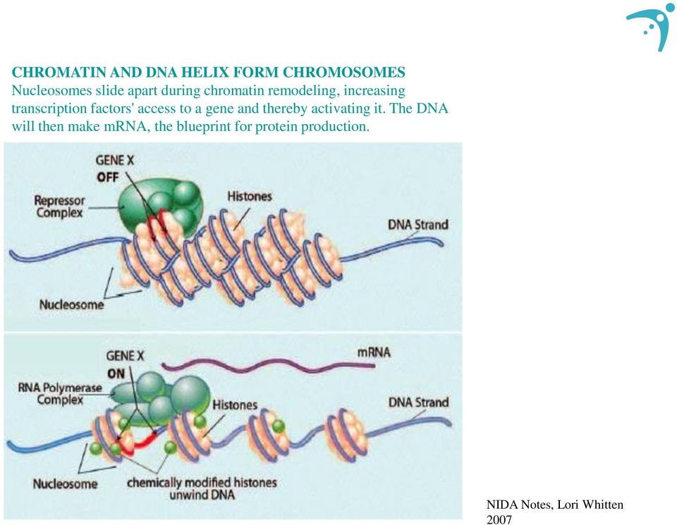 access to a gene and thereby activating it.