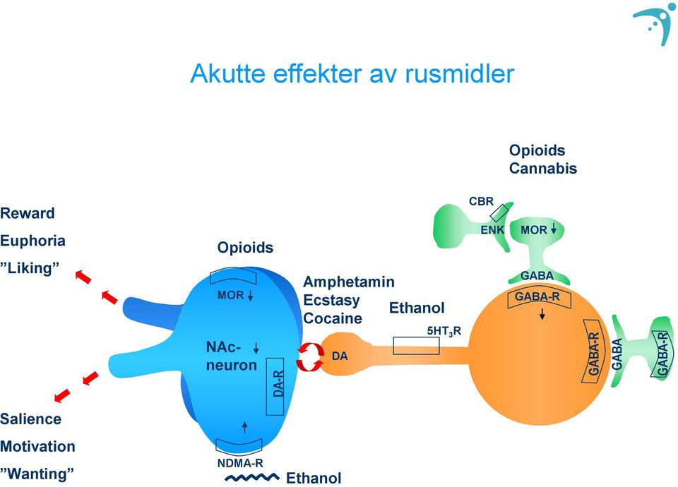 NAcneuron Amphetamin Ecstasy Ethanol Cocaine DA 5HT 3 R